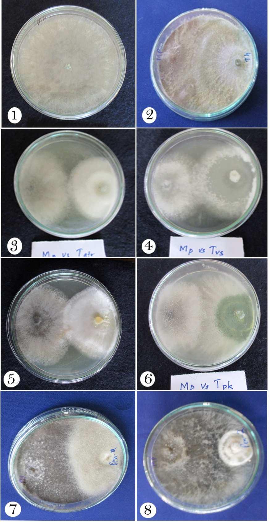 Plate 1. Antagonistic efficacy of different species of Trichoderma and Penicillium against Mp in Dual Culture Plate method. Figs 1- Mp in control; 2- Mp vs. T. harzianum; 3- Mp vs T.