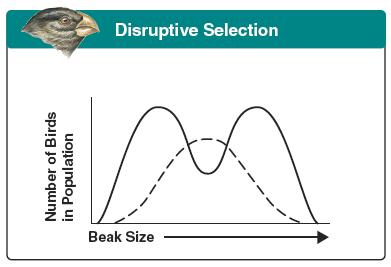 DISRUPTIVE SELECTION Graph from BIOLOGY by Miller and Levine; Prentice Hall Publshing 2006 Individuals at EXTREMES of the