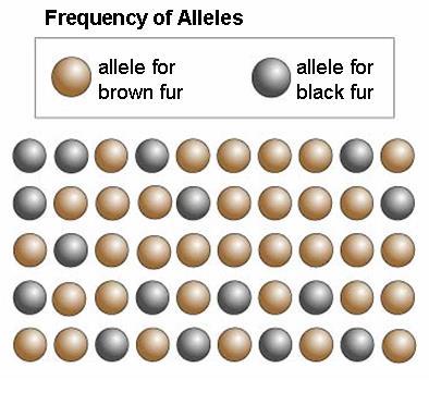 IN GENETIC TERMS EVOLUTION is any change in the relative frequency of alleles in a population If the relative frequency of the B allele in