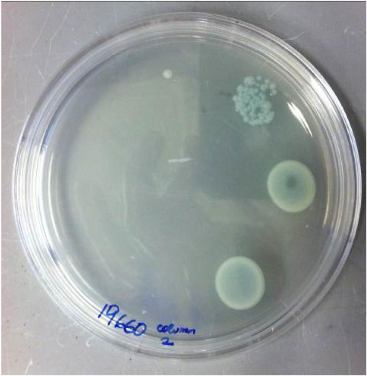 Figure 1. Assay plate after antibiotic challenge. Cell suspensions from the antibiotic treated wells are spotted onto an agar plate and incubated overnight to allow any viable cells to grow.