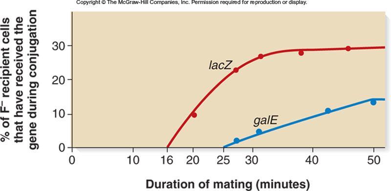 The distance between genes is determined by comparing their times of entry during an interrupted mating experiment The approximate time of entry is computed by extrapolating the time back to the