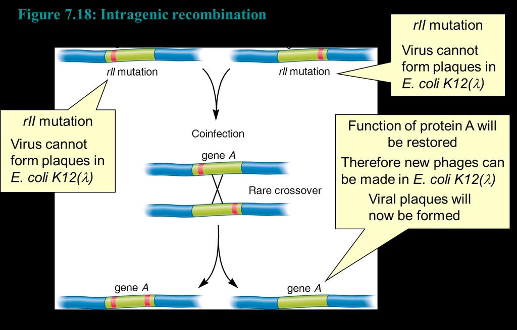 Intragenic maps were conducted by analyzing recombination