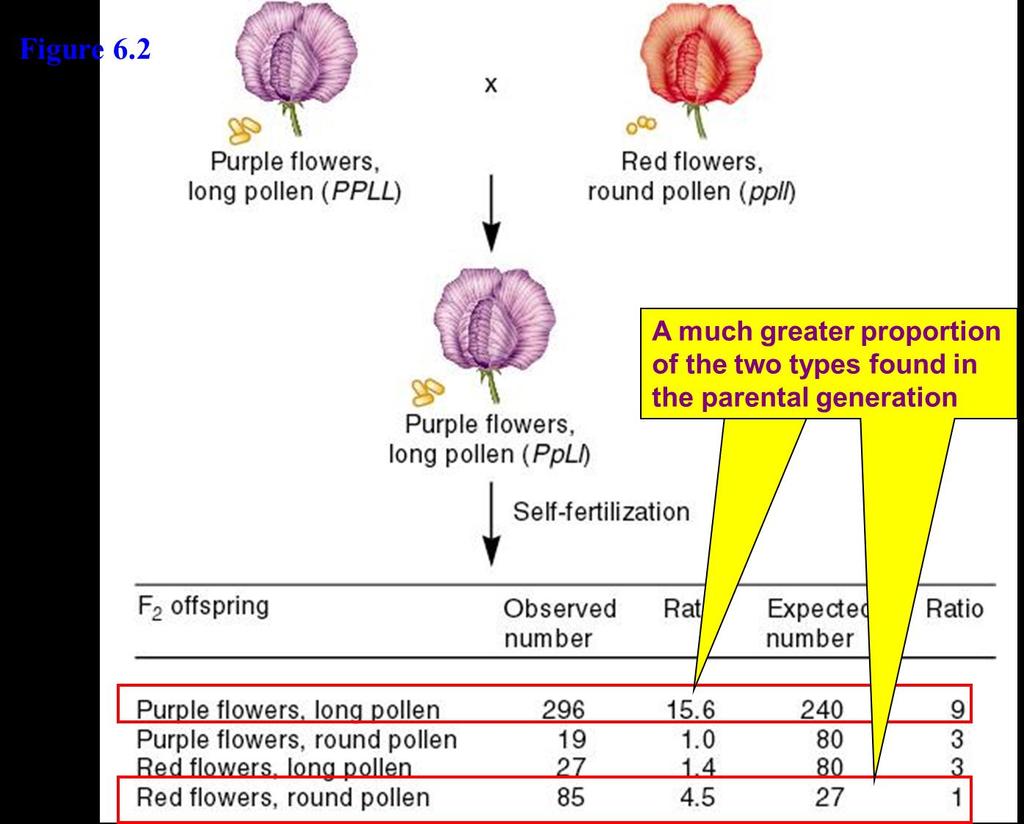 Bateson and Punnett Discovered Two Traits That Did Not Assort Independently In 1905, William Bateson and Reginald Punnett conducted a cross in sweet pea involving two different traits Flower color