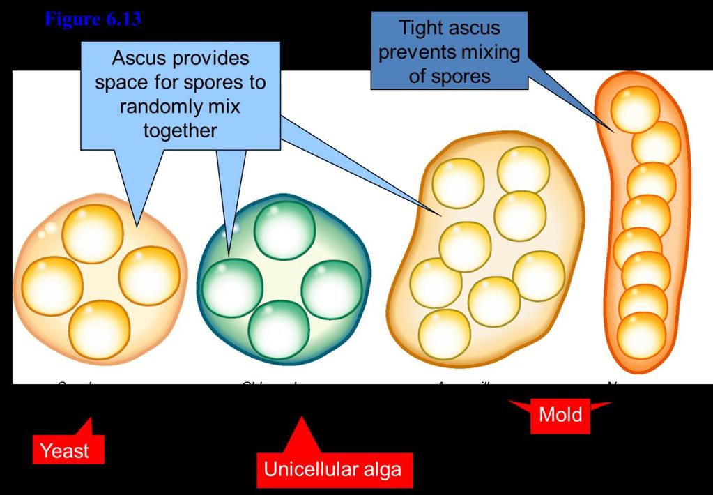 Types of Tetrads or Octads The arrangement of spores within an ascus varies from