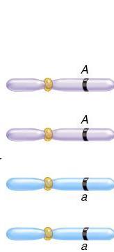 cells with the A allele which are adjacent to 4 with the a allele Because the A and a