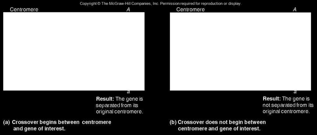 -Crossover site 와 centromere 간의상호관계에대한이해가필요 The logic is that a gene is separated from its original centromere only