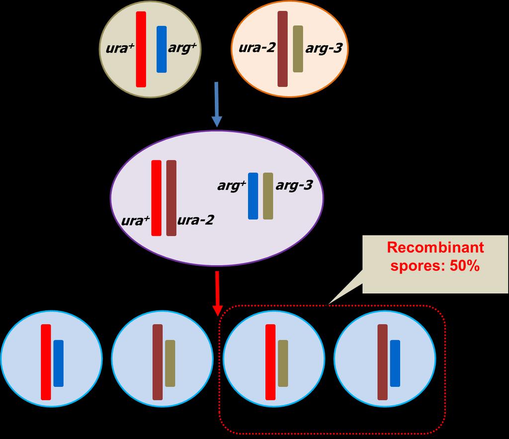 If the two genes assort independently The number of asci with a parental ditype is expected to