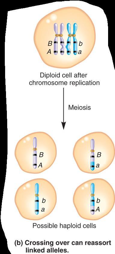 These are termed parental or nonrecombinant cells These haploid cells contain a combination of alleles NOT found in the original