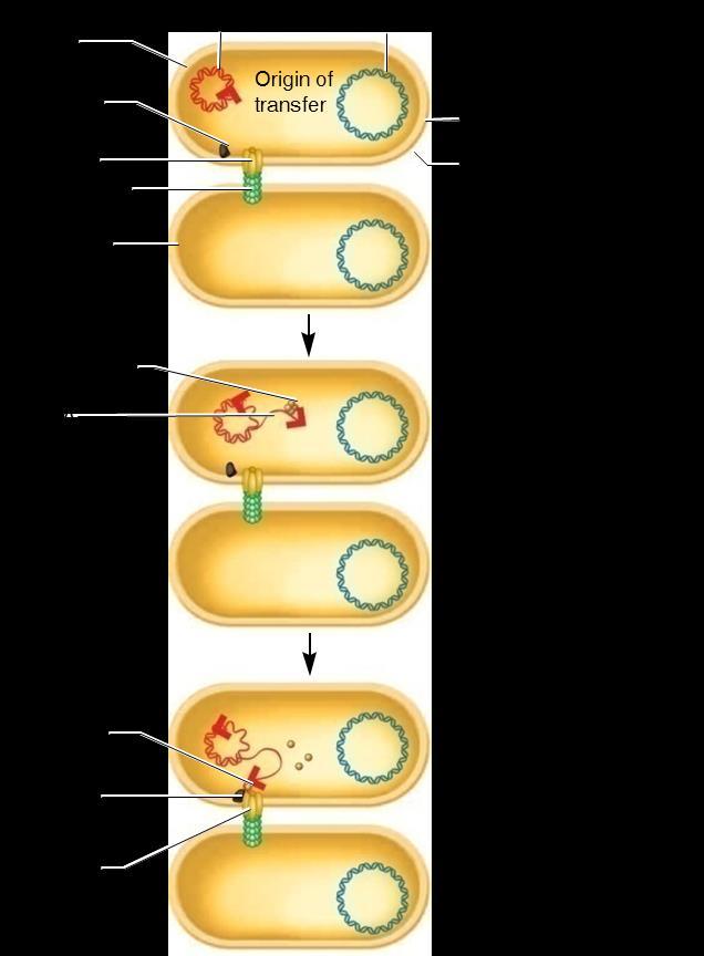 a complex of 10-15 proteins encoded by the F factor that span both inner and outer membranes Together, these form the conjugation bridge Relaxosome recognizes a DNA sequence known as the origin of