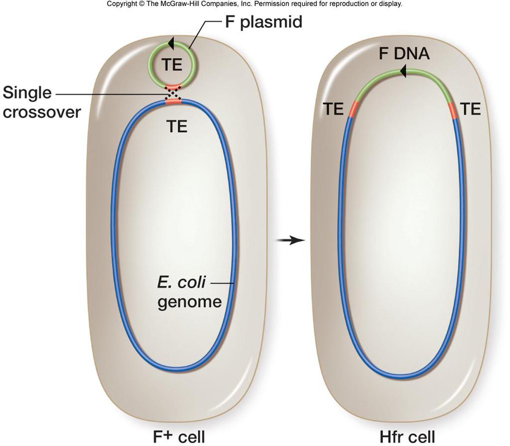 F Plasmid Recombines into Genomic DNA by a