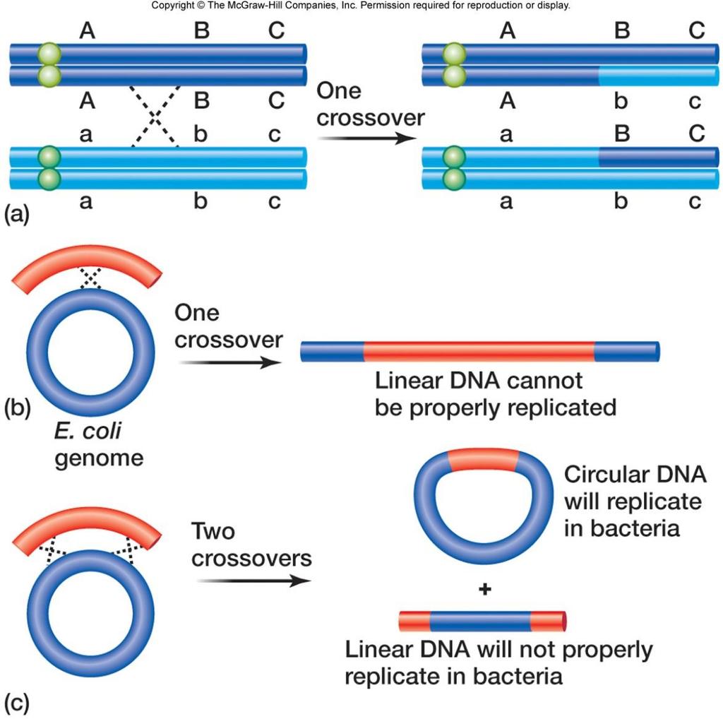 Crossover Events in Bacterial Transformation or conjugation Eukaryotes: A single co b/w two linear nonsister chromatids produces two recombinant linear chromatids Bacteria: A single co b/w a linear