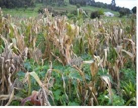 Maize is Kenya s staple food.