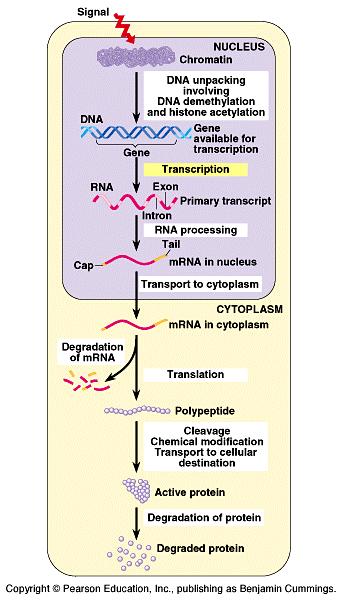 These levels of control include chromatin packing, transcription, RNA