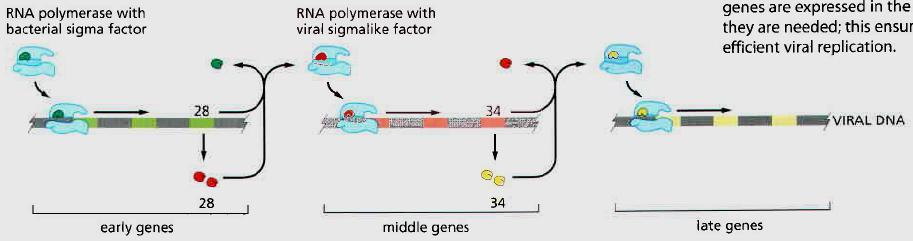 Gene regulation in eucaryotes by transcription 1.
