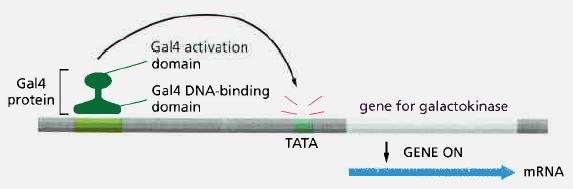 The presence of an independent DNA-binding and a