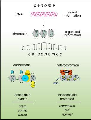 Regulation of gene expression by epigenetic Epigenetic:
