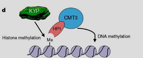 Specific Histon methylation specific DNA methylation H3K9 CNG Either DNA methylation is