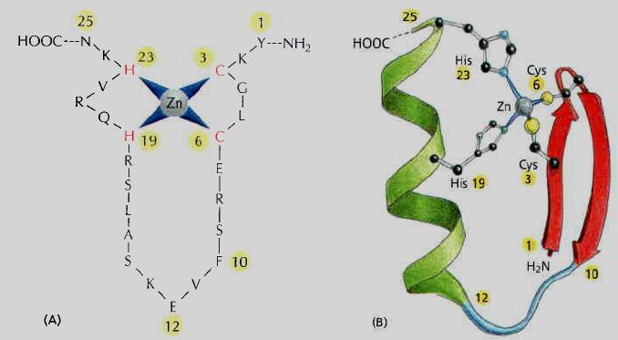 Some Proteins Use Loops That Enter the Major and Minor Grooves to Recognize DNA