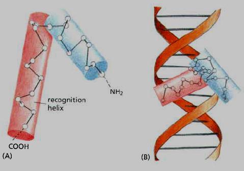 DNA sequences The Helix-Turn-Helix Motif is One of the Simplest and Most Common