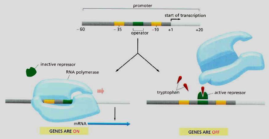 DNA binding proteins as Activators or repressors of transcription promoter and operator Switching the tryptophan genes on and off.