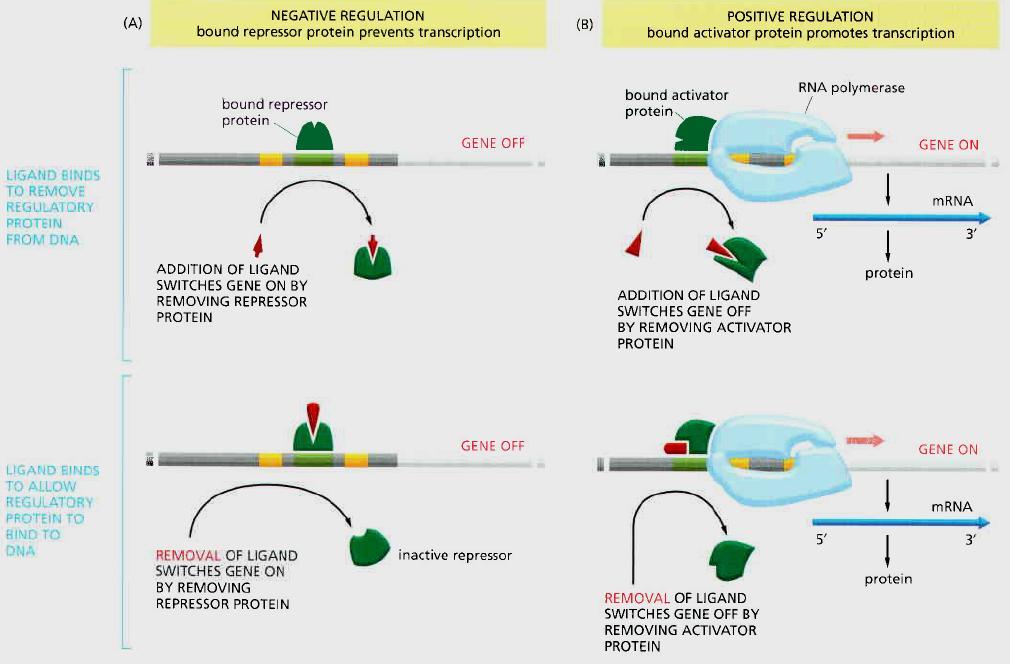 The mechanisms by which specific Aene regulatory