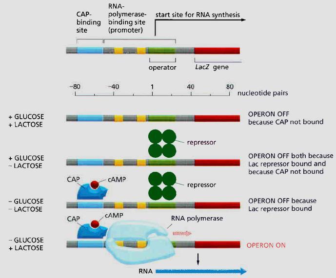 A Transcriptional Activator and a Transcriptional Repressor Control the Lac Operon 397 (475 of 1725) LacZ, encodes the enzyme B-galactosidase which breaks down the disaccharide lactose to galactose