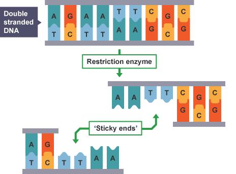 Restriction Enzymes Cut DNA Cut DNA molecules at or near a
