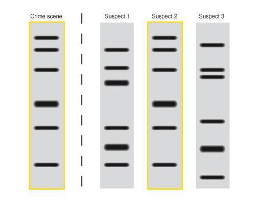 Forensics Restriction enzymes and gel electrophoresis are used