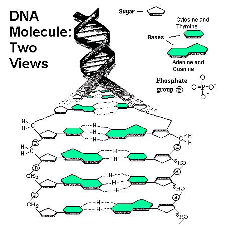 DNA is a very large molecule 2.
