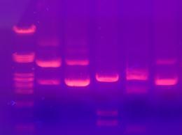 Gel electrophoresistechnique using electric current to separate mixture of DNA fragments