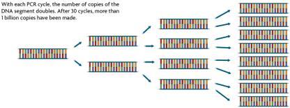 Copying DNA (9.3) A. PCR uses polymerases to copy DNA segments 1.