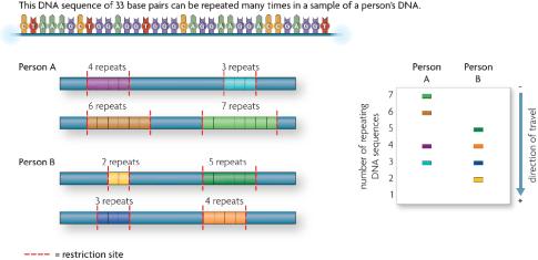a. Use sequences of DNA that vary greatly from one individual to another b.