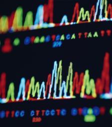 All studies of genomics begin with gene sequencing- determining the