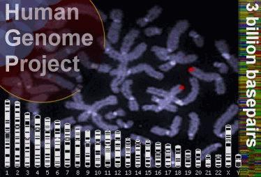 Human Genome Project- 1).
