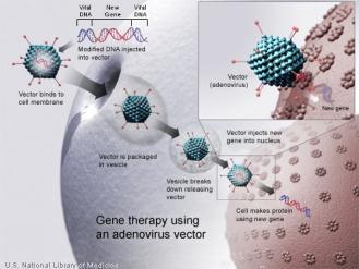 Gene therapy is the replacement of faulty genes 1. Can replace defective gene or add new gene into person s genome 2. Has great potential and requires much more research.