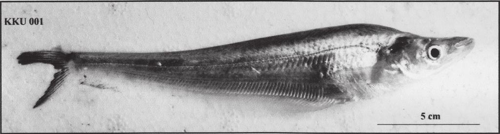 54 W. Supiwong et al. Cytologia 77(1) Fig. 1. Characteristics of common sheathfish, Micronema apogon (Bleeker 1985). to 92 including the S. phaiosoma, 2n=40; S.