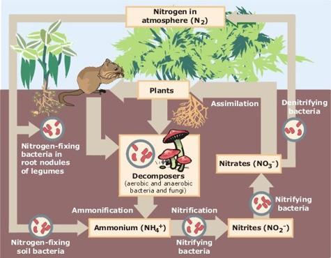 Nitrogen compounds can then be taken up by the root system of plants to be used to make proteins.