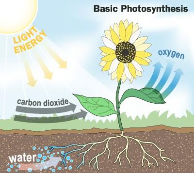 Carbon Cycle* Carbon dioxide gas (CO 2 ) present in the Earth s atmosphere is used by green plants and algae for photosynthesis.