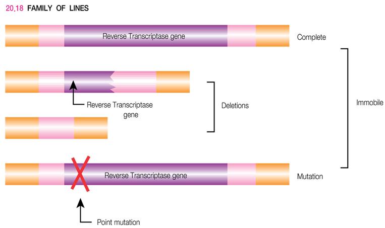Moderately repetitive DNA of mammals 1) A substantial portion of the DNA of both animal and plants consists of repeated sequences that may be derived from retrotransposons.