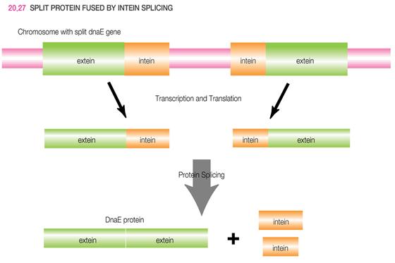 Inteins and the splicing of proteins 5) Usually there is just a single intein per protein, but one example is known