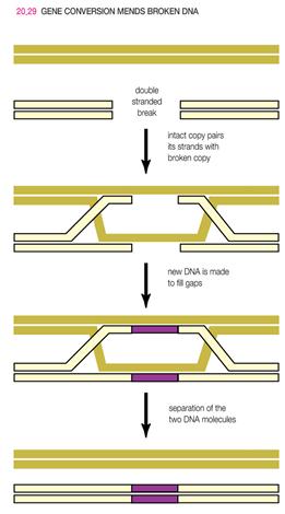 Inteins and the splicing of proteins 1) Yeast cells can mend doublestranded breaks in their DNA by a special form of