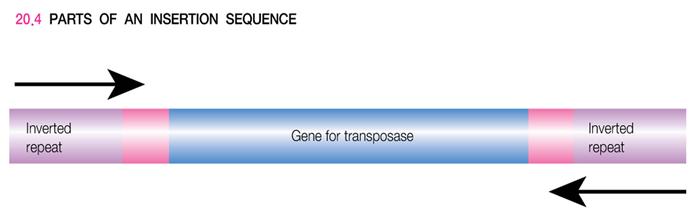 The essential parts of a transposon 1) Insertion sequence: the simplest type of transposable element, consisting only of two terminal inverted repeats and a gene for the transposase enzyme 2)