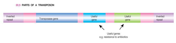 The essential parts of a transposon 3) Insertion sequences are found in the chromosomes of bacteria and also in the DNA of their plasmids and viruses.