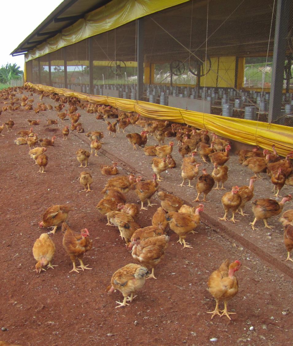 POULTRY FARM MANAGEMENT PANEL IMPLEMENTED In 2017, a specific Animal Welfare management panel was introduced.