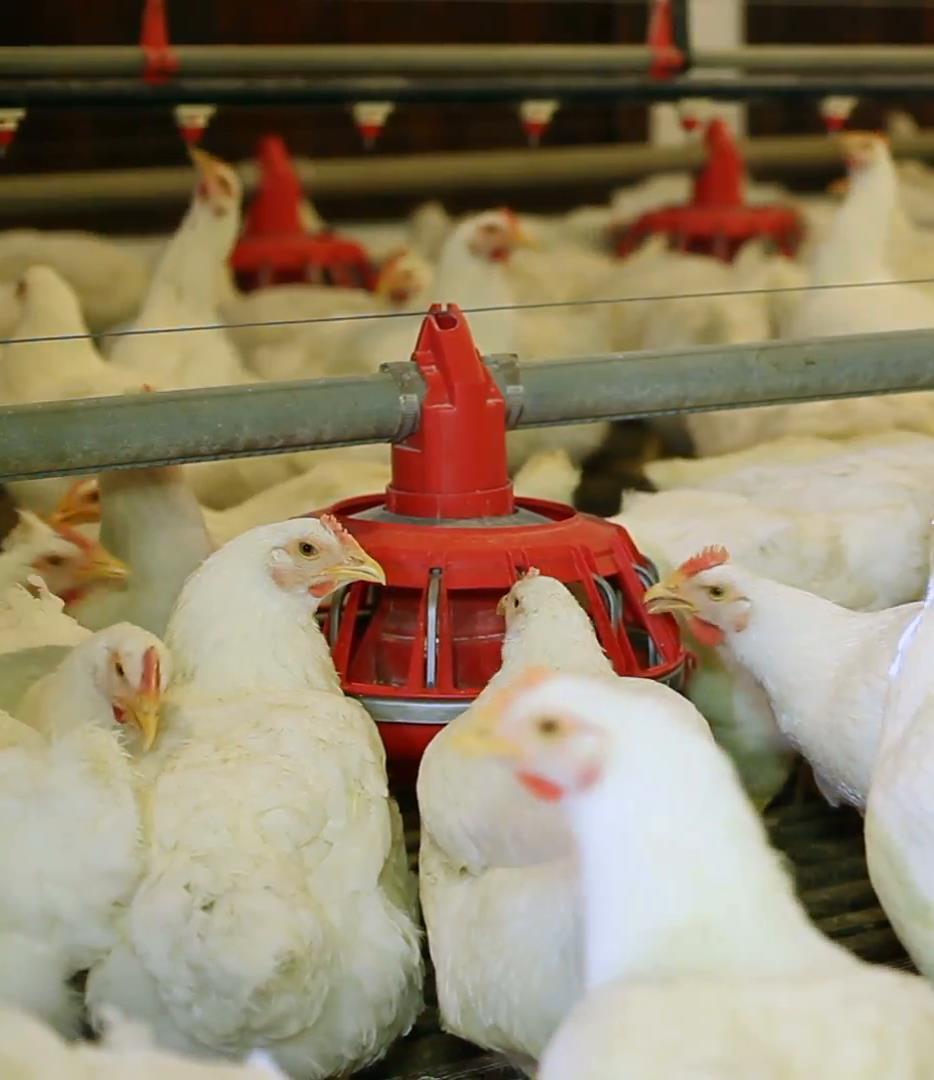 POULTRY MANAGEMENT PROCESS REVIEW Corporate Technical Standards and the Internal Audit checklists were reviewed to include critical BEA issues, in order to establish more stringent unit audits and