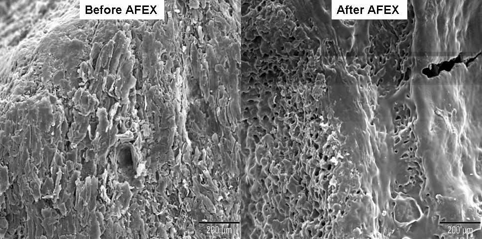Surface Characterization by Electron Microscopy Untreated Corn Cob Granule (100x) AFEX treated Corn Cob Granule (100x) SEM images of corn cob granules indicate that AFEX is responsible for