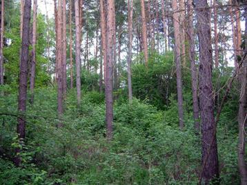 Forest an ecosystem in all stages of its development, dominated by trees the height of which at the particular location may reach at least seven five meters and the present or potential