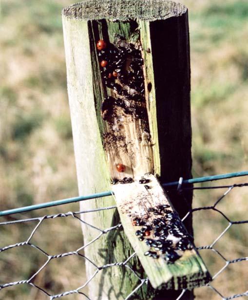 answer to the problem. Deer cause damage by nibbling the tops of young stems which can lead to multiple shoot development at around 30cm or more above ground and this can cause problems at harvest.