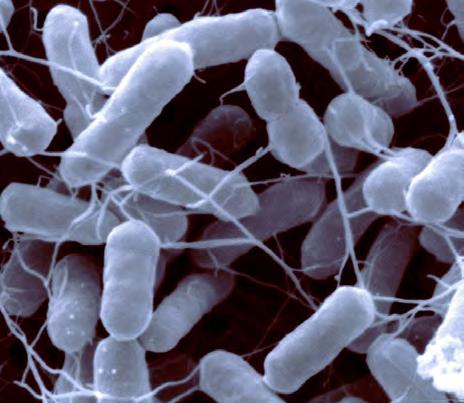 Bacteria: Salmonella Food poisoning isn t caused by poison at all.