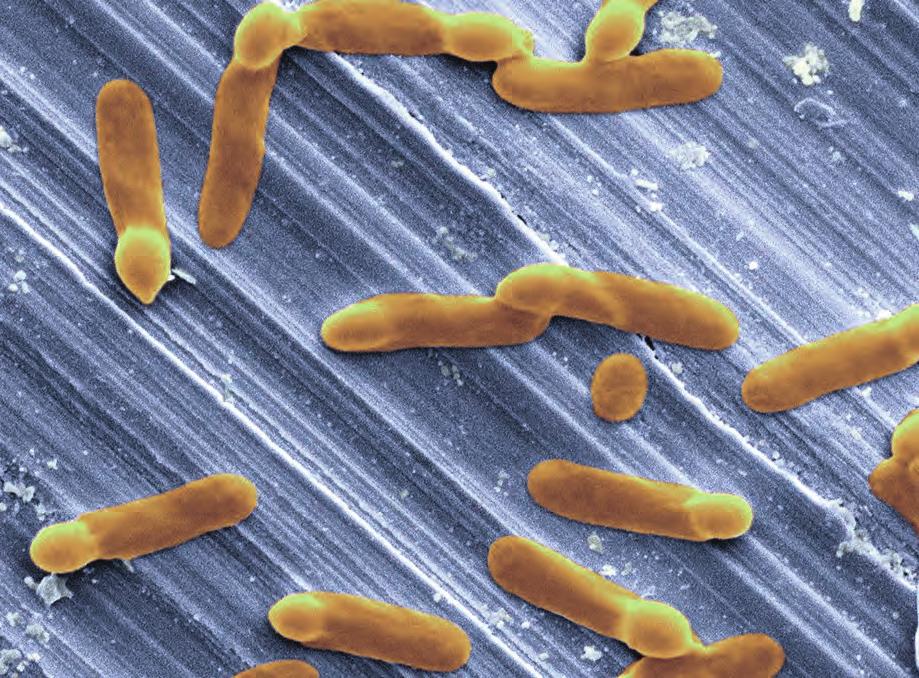 difficile might be considered difficult in another way: it causes hardto- treat gut infections that kill thousands of people every year. Because it causes potentially deadly infections, C.